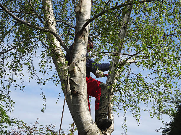 Professional Tree Care in Massanutten, VA
